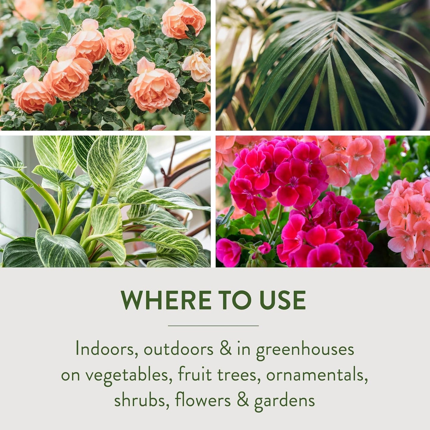 3 Pack Garden Safe Brand Insecticidal Soap Insect Killer, 32 Fluid Ounces