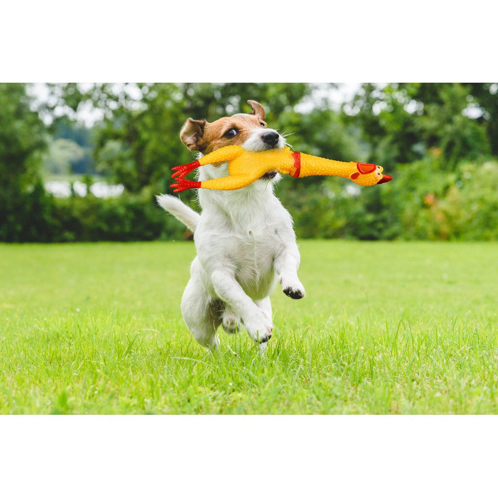2-Pack Hilarious 15” Rubber Screaming Chicken Novelty Toy for Kids & Pets - MITOPDEAL